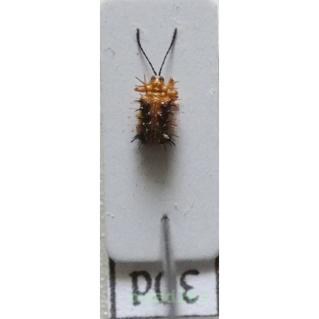 Hispinae sp. Gyllenhal, 1813 Philippines30d